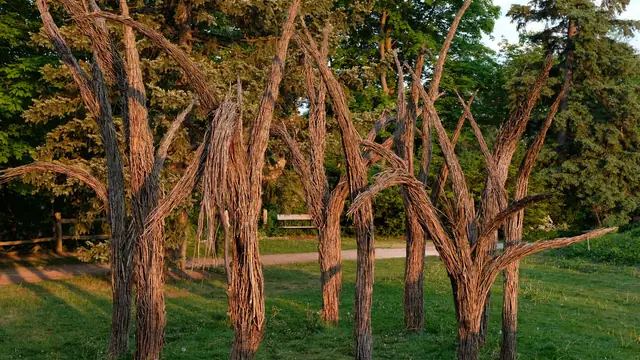 Landscaping work: Navy Yard Park, Amherstburg, Ontario, 2025-06-01 01